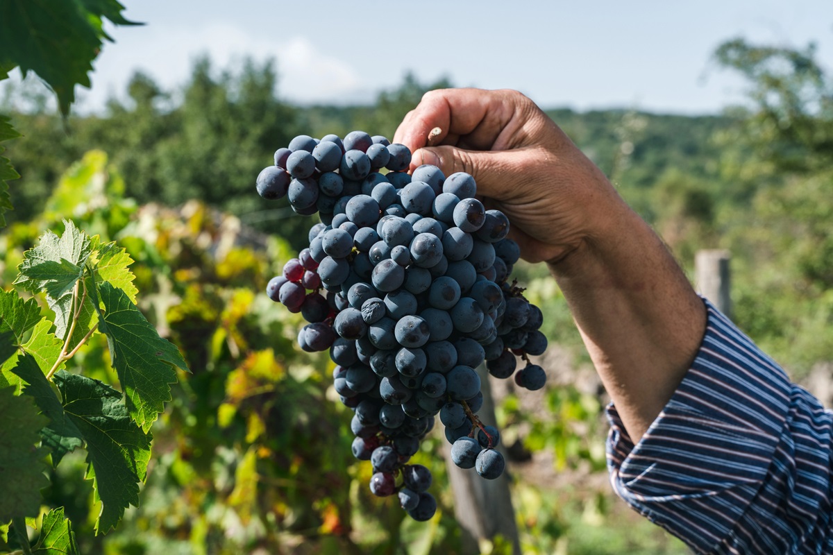 Wino ekologiczne vs tradycyjne