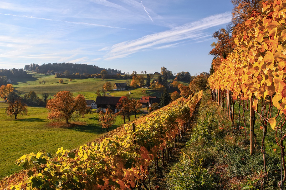 Regiony winiarskie Polski